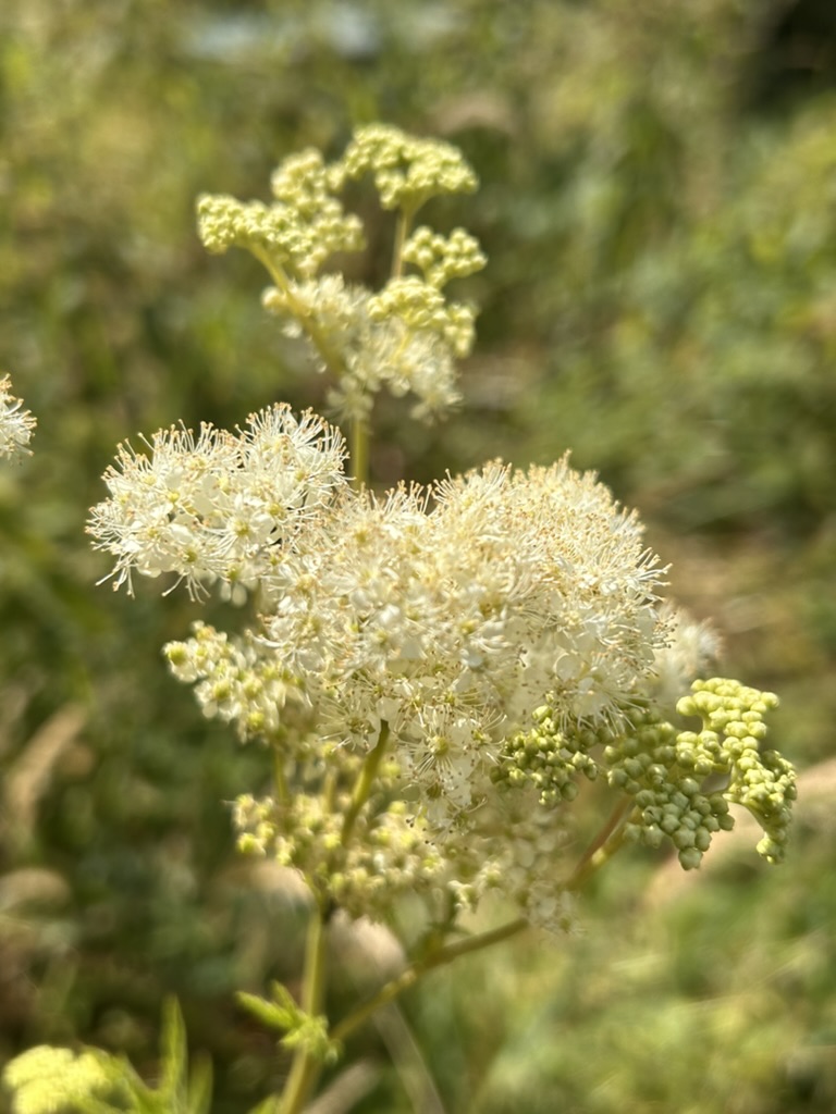 Nahaufnahme der cremeweißen, fluffigen Mädesüß-Blütenrispen