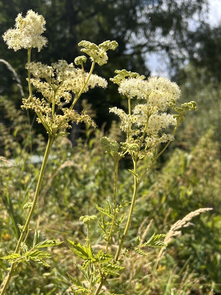 Nahaufnahme der cremeweißen, fluffigen Mädesüß-Blütenrispen