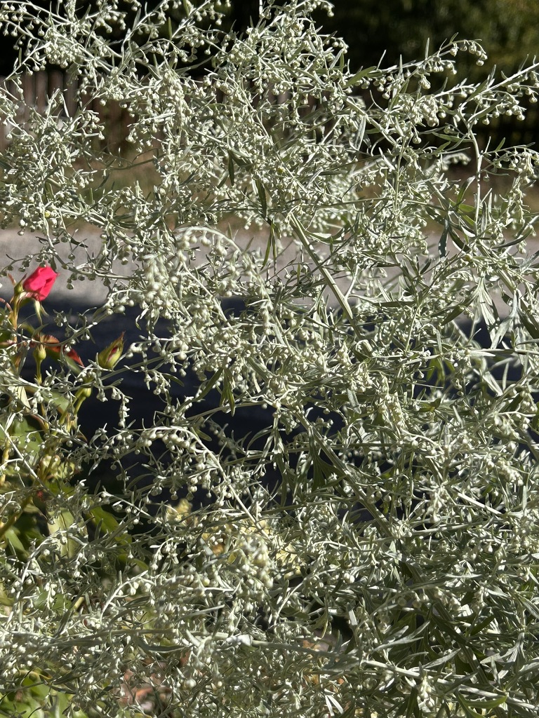 Wermutstrauch mit silbrig-grauem Laub am Wegesrand in voller Blüte