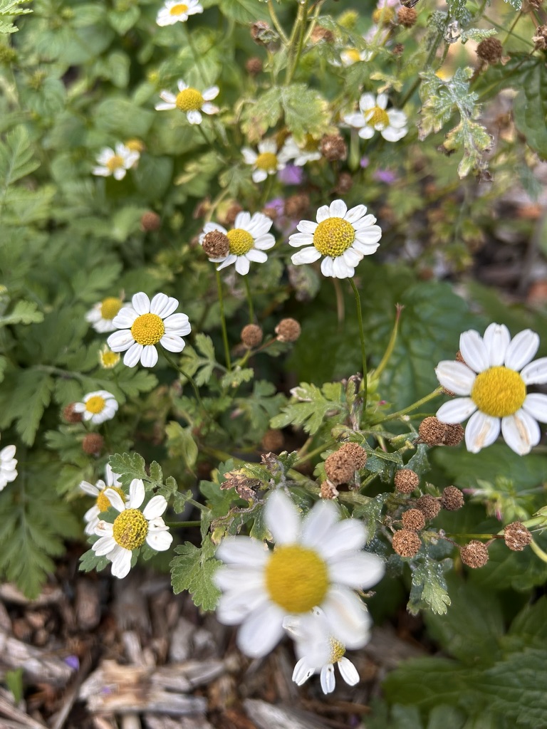 Mutterkraut mit zahlreichen weißen Blüten und gelber Mitte in voller Blüte im Beet