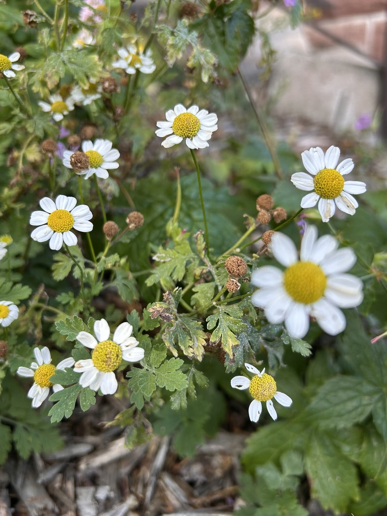 Mutterkraut-Blütenstand mit offenen Blüten und braunen Blütenknospen im Garten