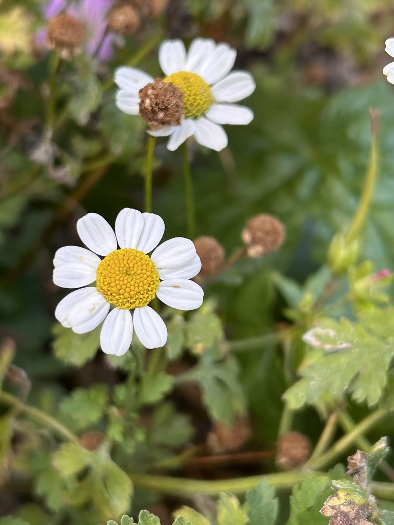 Zwei Mutterkraut-Blüten in Nahaufnahme, eine davon bereits verblüht mit brauner Samenkugel