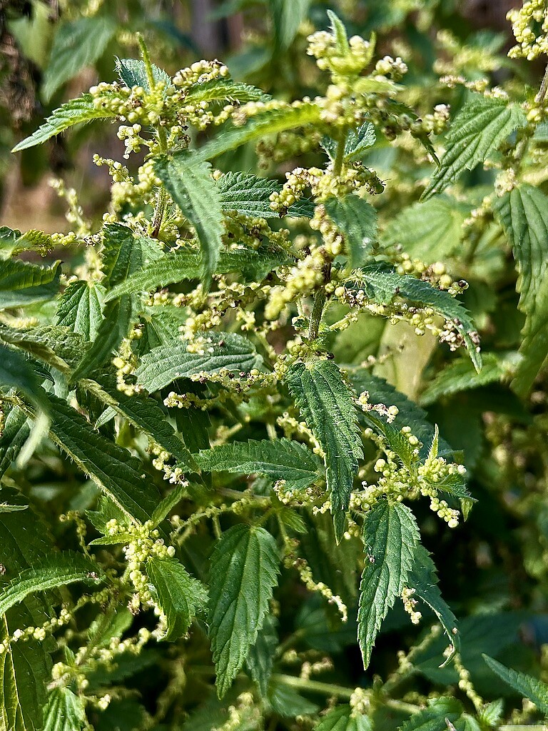 Blühende Brennnessel (Urtica dioica) mit grünen Blütenrispen und gezackten Blättern