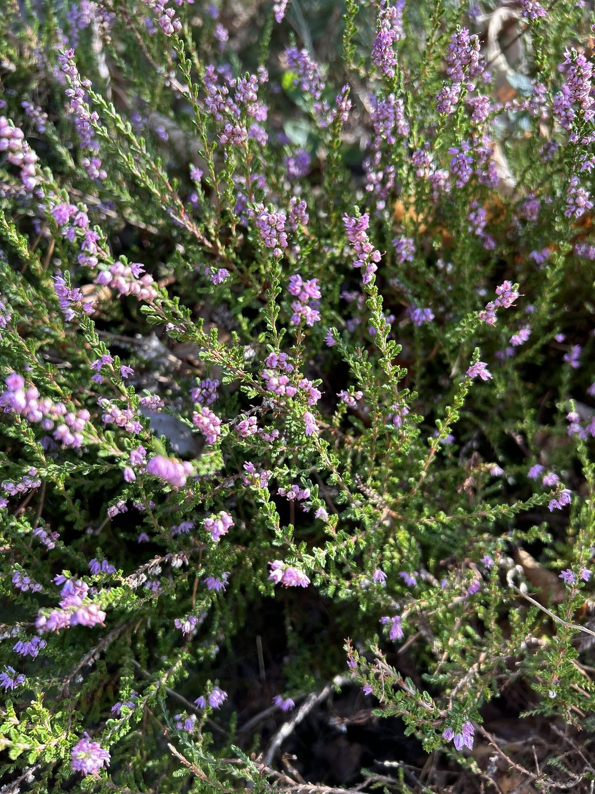 Nahaufnahme eines blühenden Besenheide-Strauchs (Calluna vulgaris) mit zahlreichen kleinen, glockenförmigen Blüten in Rosa- und Lilatönen an schmalen, dicht benadelten Zweigen, im Sonnenlicht fotografiert.