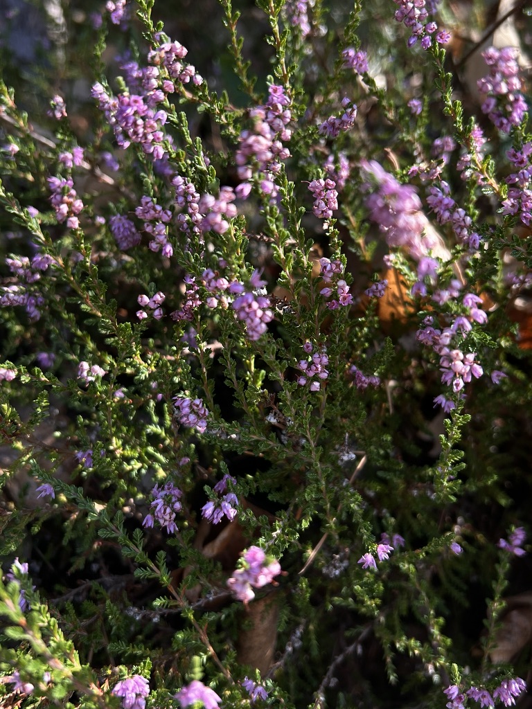 Besenheide zwischen Herbstlaub, kurz vor dem Höhepunkt ihrer Blüte