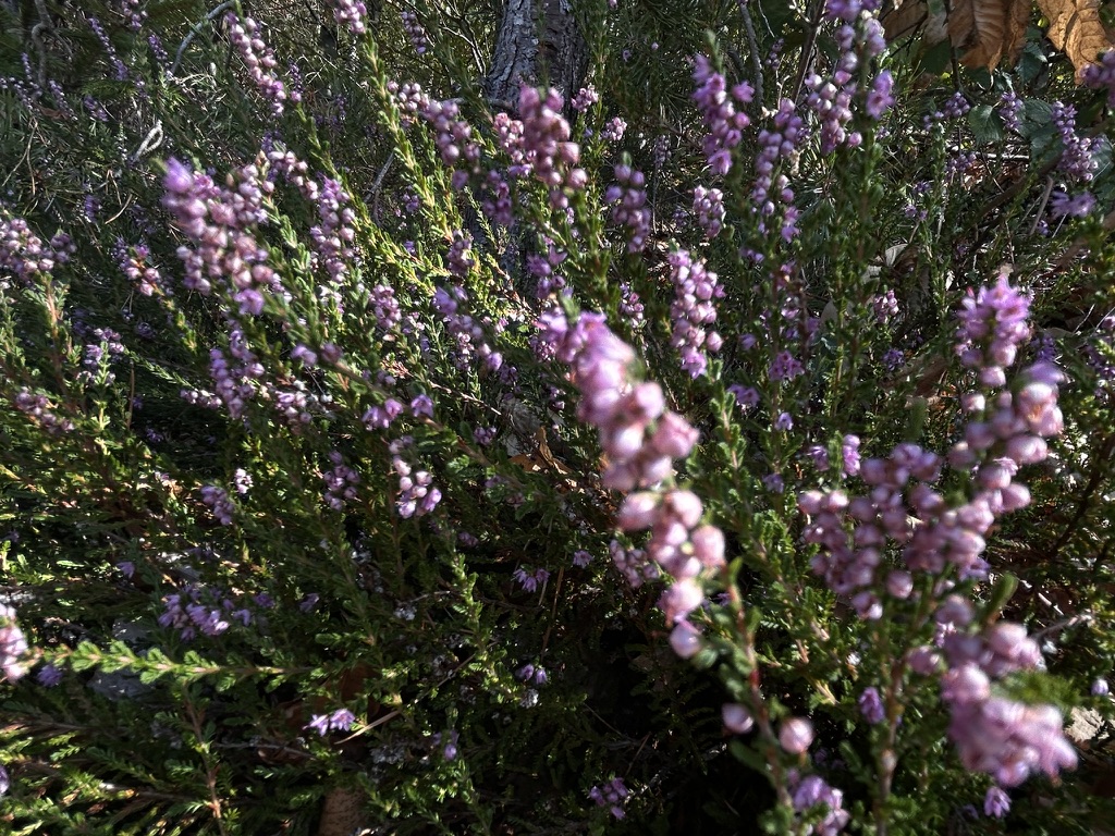 Blühende Besenheide (Calluna vulgaris) im Streiflicht am Waldrand
