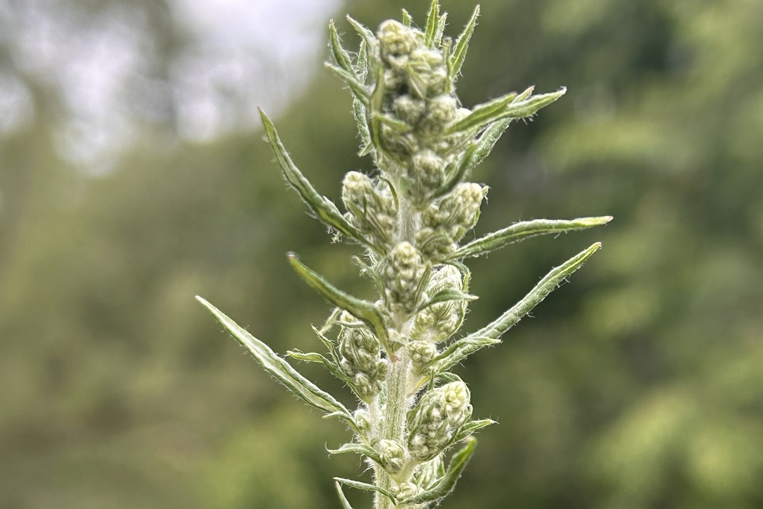 Beifuß (Artemisia vulgaris) im Knospenstadium, Triebspitze mit weißfilzigen Blütenknospen