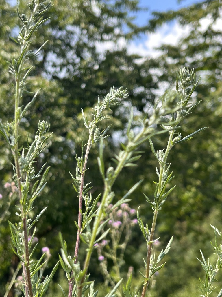 Beifußtriebe im Sommerlicht