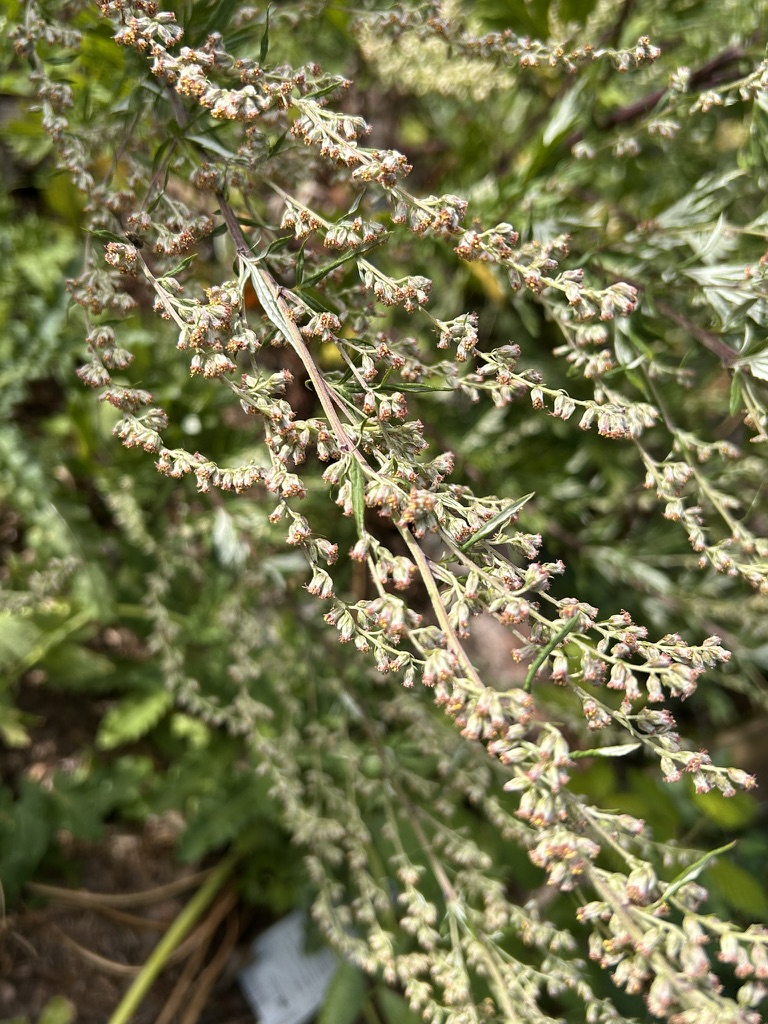 Beifuß in Blüte. Sein Pollen ist ein bekannter Auslöser des Spätsommer-Heuschnupfens